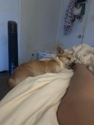 Lost Male Dog last seen Near lakeview park, Grand Prairie, TX 75051