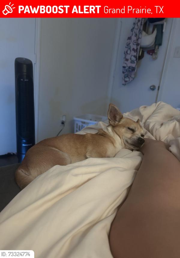 Lost Male Dog last seen Near lakeview park, Grand Prairie, TX 75051