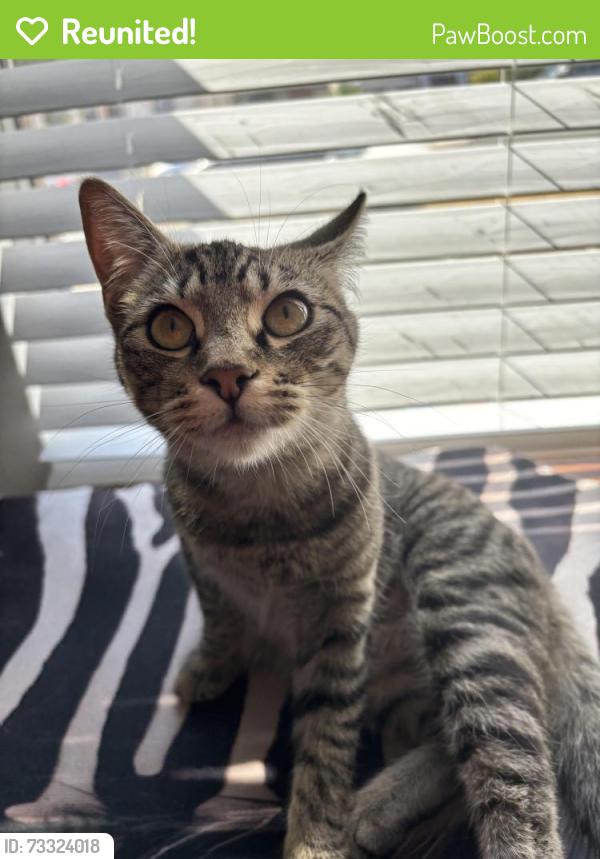 Reunited Unknown Cat last seen Capitol/Napa, Vallejo, CA 94590