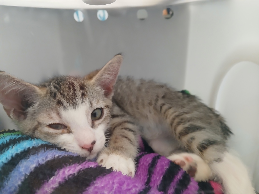 Shelter Stray Male Cat last seen Near Warren Street, STATEN ISLAND, NY, 10304, 3139 Veterans Rd W, Staten Island, NY 10309, USA