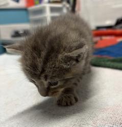 Shelter Stray Male Cat last seen Near W 15th Ave, Escondido, CA, 92025, Escondido, CA 92027, USA