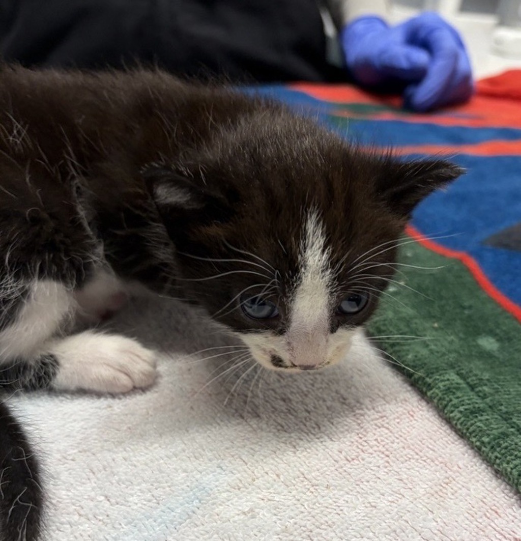 Shelter Stray Female Cat last seen Near W 15th Ave, Escondido, CA, 92025, Escondido, CA 92027, USA