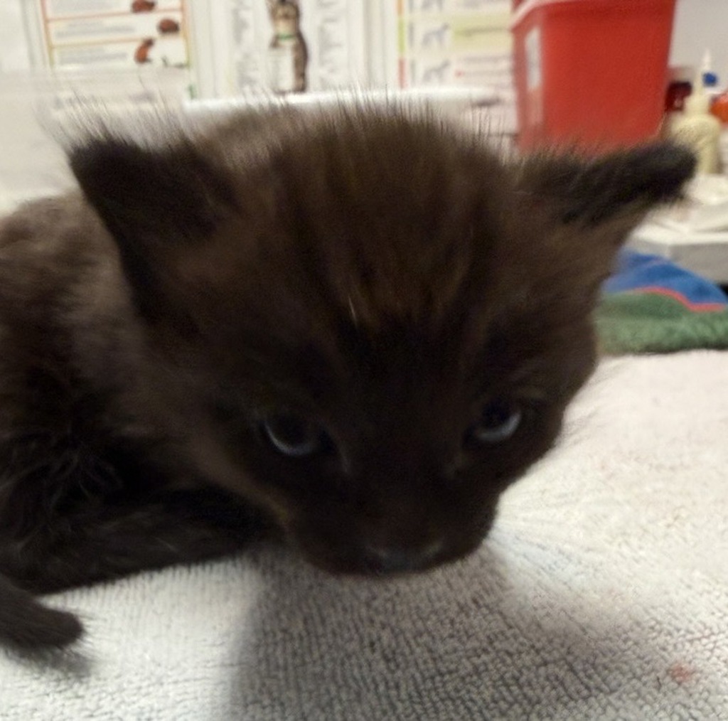 Shelter Stray Male Cat last seen Near W 15th Ave, Escondido, CA, 92025, Escondido, CA 92027, USA