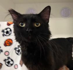 Shelter Stray Male Cat last seen Near Rancheros Drive, San Marcos, CA, 92069, Oceanside, CA 92058, USA
