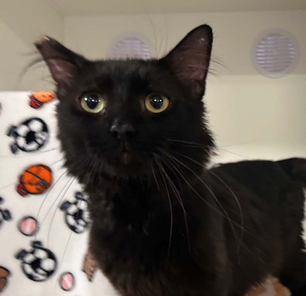 Shelter Stray Male Cat last seen Near Rancheros Drive, San Marcos, CA, 92069, Oceanside, CA 92058, USA