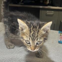 Shelter Stray Male Cat last seen Near Johnson Street, SAN LEANDRO, CA, 94577, 8323 Baldwin St, Oakland, CA 94621, USA