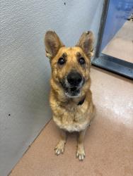 Shelter Stray Male Dog last seen Near Harlan Circle, San Diego, CA, 92114, 5500 Gaines St, San Diego, CA 92110, USA
