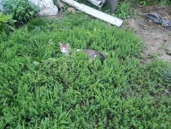 Lost Female Cat last seen Maryland and Lane place, Saint Paul, MN 55106