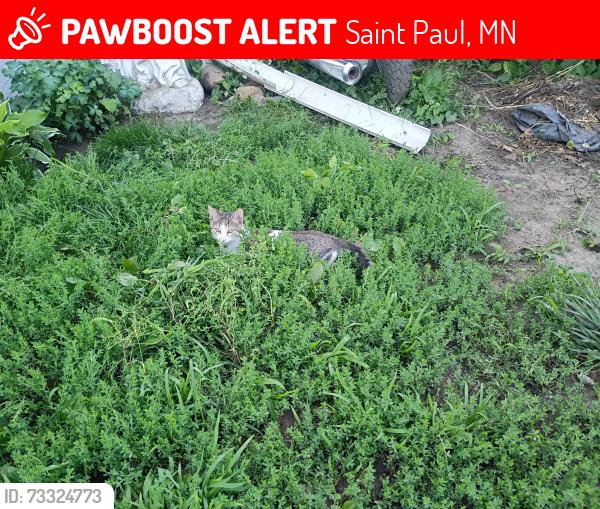 Lost Female Cat last seen Maryland and Lane place, Saint Paul, MN 55106