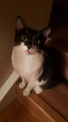 Lost Female Cat last seen Millrose Place, Millrise Blvd, Calgary, AB T2Y 3J6