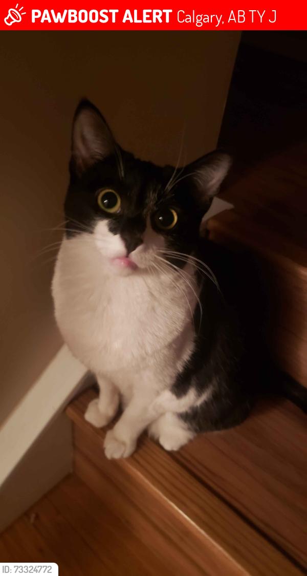 Lost Female Cat last seen Millrose Place, Millrise Blvd, Calgary, AB T2Y 3J6