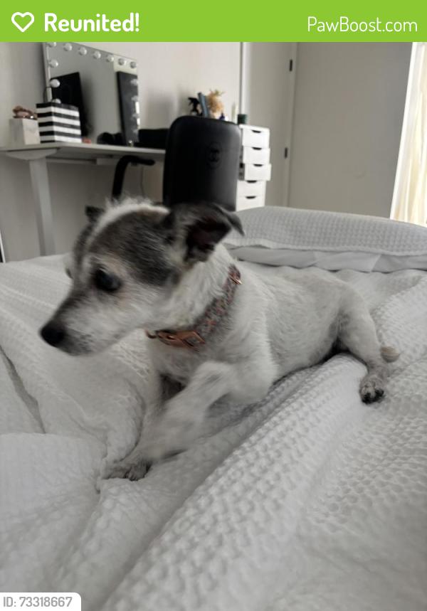 Reunited Female Dog last seen Golden Eagle blvd + Sun Ridge Dr, Fountain Hills, AZ 85268