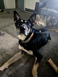 Reunited Male Dog last seen Lane rd and Lucinda st, Linden NC, Pine Forest, NC 28356