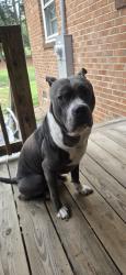 Found/Stray Male Dog last seen Old randleman and sumner church road, Greensboro, NC 27406