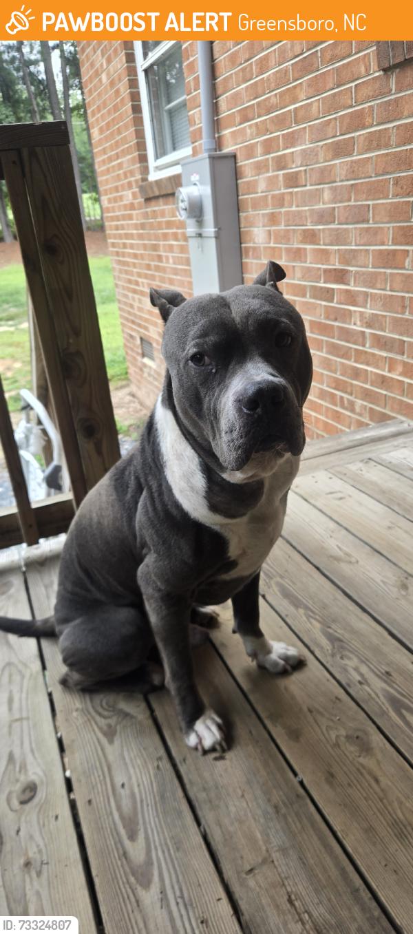 Found/Stray Male Dog last seen Old randleman and sumner church road, Greensboro, NC 27406