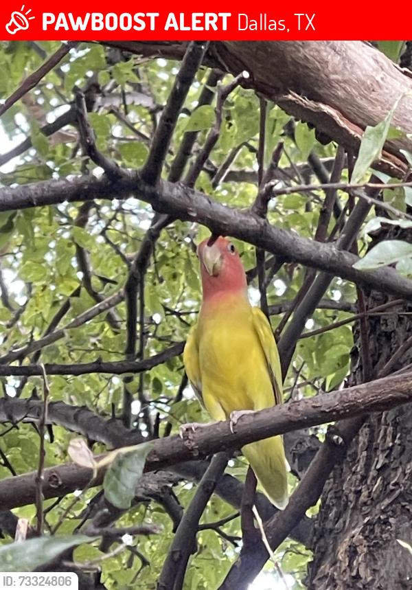 Lost Unknown Bird last seen Whispering hills and desert willow, Dallas, TX 75243