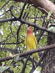 Lost Unknown Bird last seen Whispering hills and desert willow, Dallas, TX 75243