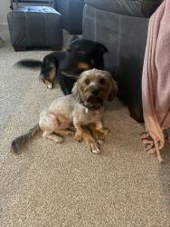 Lost Male Dog last seen Homer Alto Rd, Angelina County, TX 75904