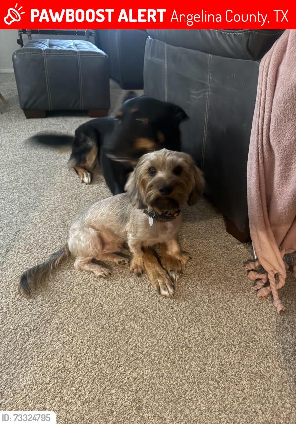 Lost Male Dog last seen Homer Alto Rd, Angelina County, TX 75904