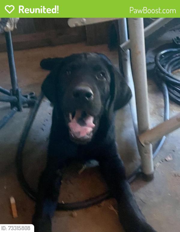 Reunited Male Dog last seen Near Sardis bethel rd bowdon georgia, Bowdon, GA 30108