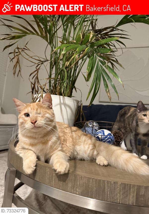Lost Male Cat last seen Hughes and McKee, Bakersfield, CA 93313