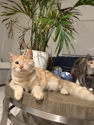 Lost Male Cat last seen Hughes and McKee, Bakersfield, CA 93313