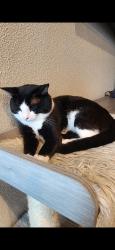 Lost Male Cat last seen Maple grove seabreeze, Boise, ID 83709