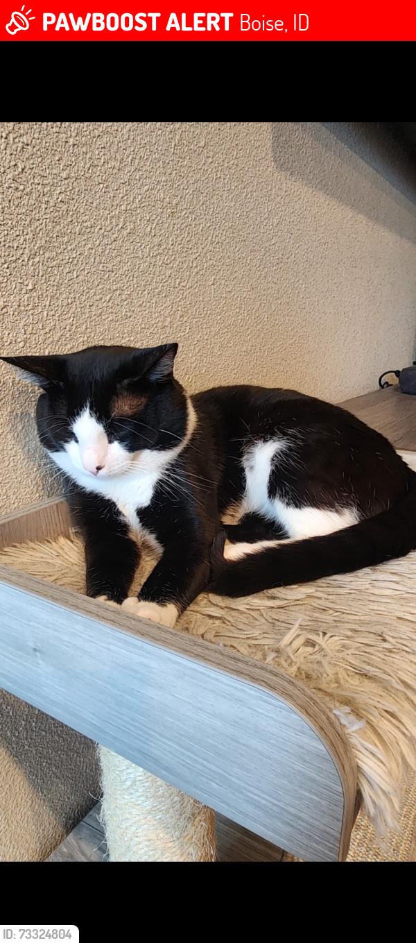 Lost Male Cat last seen Maple grove seabreeze, Boise, ID 83709