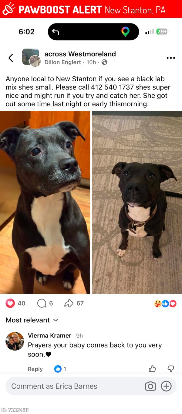 Lost Female Dog last seen Sheetz, New Stanton VFD, Motel6, Red Roof Inn, New Stanton, PA 15672
