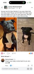 Lost Female Dog last seen Sheetz, New Stanton VFD, Motel6, Red Roof Inn, New Stanton, PA 15672