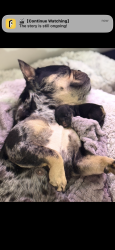Lost Female Dog last seen Oraville, Antioch, CA 94531