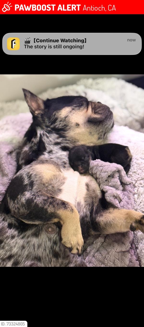 Lost Female Dog last seen Oraville, Antioch, CA 94531