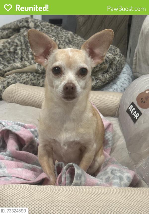 Reunited Female Dog last seen Near Beach St, Concord, CA 94519, USA, Concord, CA 94519