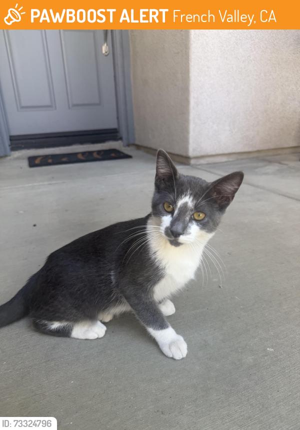 Found/Stray Male Cat last seen Pompei Ln, French Valley, CA 92596