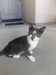 Found/Stray Male Cat last seen Pompei Ln, French Valley, CA 92596