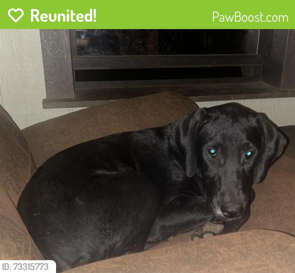 Reunited Male Dog last seen Mitchell road, Bowdon, GA 30108