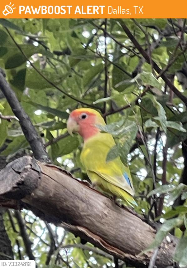 Found/Stray Unknown Bird last seen Desert Willow and whispering Hills, Dallas, TX 75243