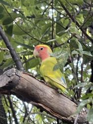 Found/Stray Unknown Bird last seen Desert Willow and whispering Hills, Dallas, TX 75243