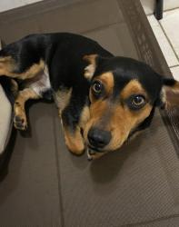 Reunited Male Dog last seen Lantana, Lantana, FL 33462