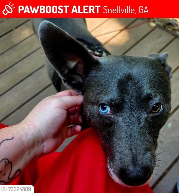 Lost Female Dog last seen Hadrian Drive, Brookwood Elementary School, Snellville, GA 30078