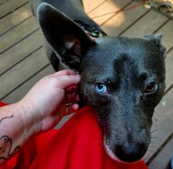 Lost Female Dog last seen Hadrian Drive, Brookwood Elementary School, Snellville, GA 30078