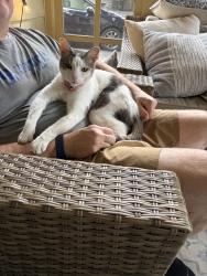 Found/Stray Female Cat last seen Carroll Road and Fall Creek, Indianapolis, IN 46236