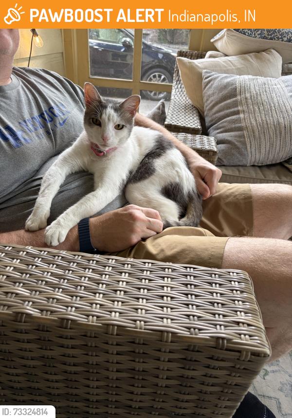Found/Stray Female Cat last seen Carroll Road and Fall Creek, Indianapolis, IN 46236