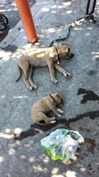 Lost Female Dog last seen Kentucky st, Fairfield, CA 94533