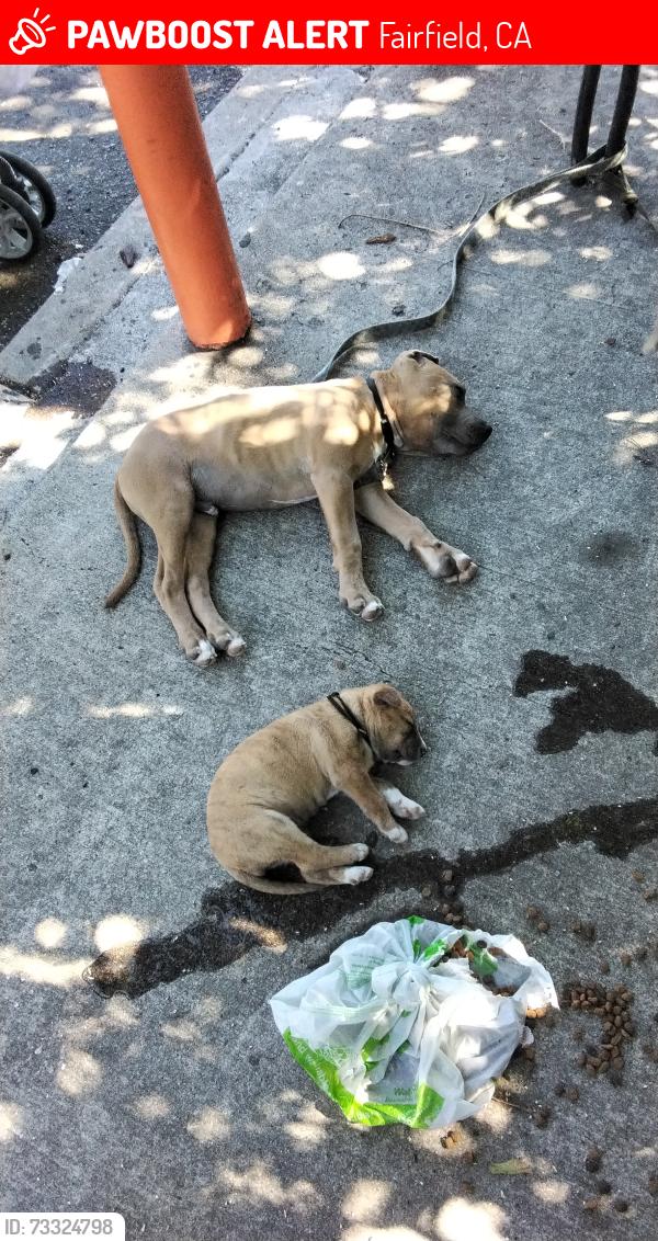 Lost Female Dog last seen Kentucky st, Fairfield, CA 94533