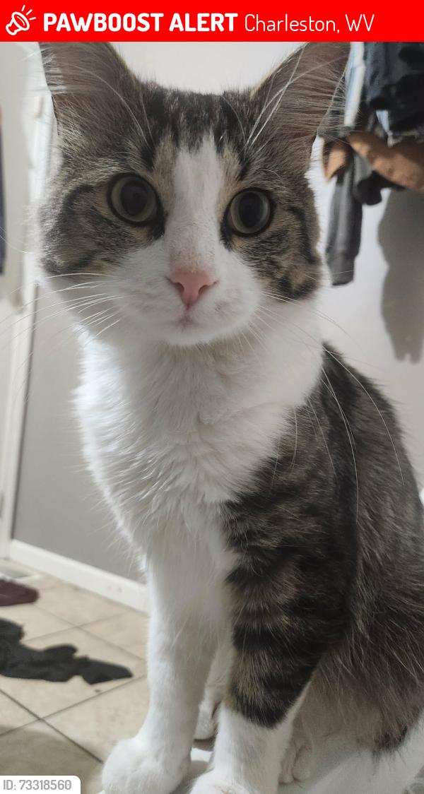 Lost Male Cat last seen Near Flinn Elementary, Charleston, WV 25312