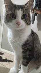 Lost Male Cat last seen Near Flinn Elementary, Charleston, WV 25312