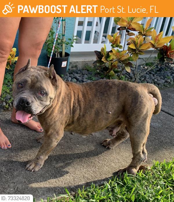 Found/Stray Unknown Dog last seen Port St. Lucie, Port St. Lucie, FL 34986