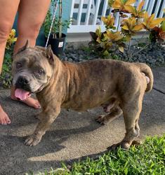 Found/Stray Unknown Dog last seen Port St. Lucie, Port St. Lucie, FL 34986