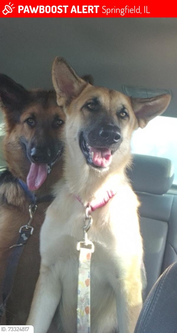 Lost Female Dog last seen Near dollar general and metro on North grand, Springfield, IL 62704